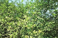 必发集团,油茶种植出产加工销售,植物油种植出产加工销售 必发集团,油茶种植出产加工销售,植物油种植出产加工销售